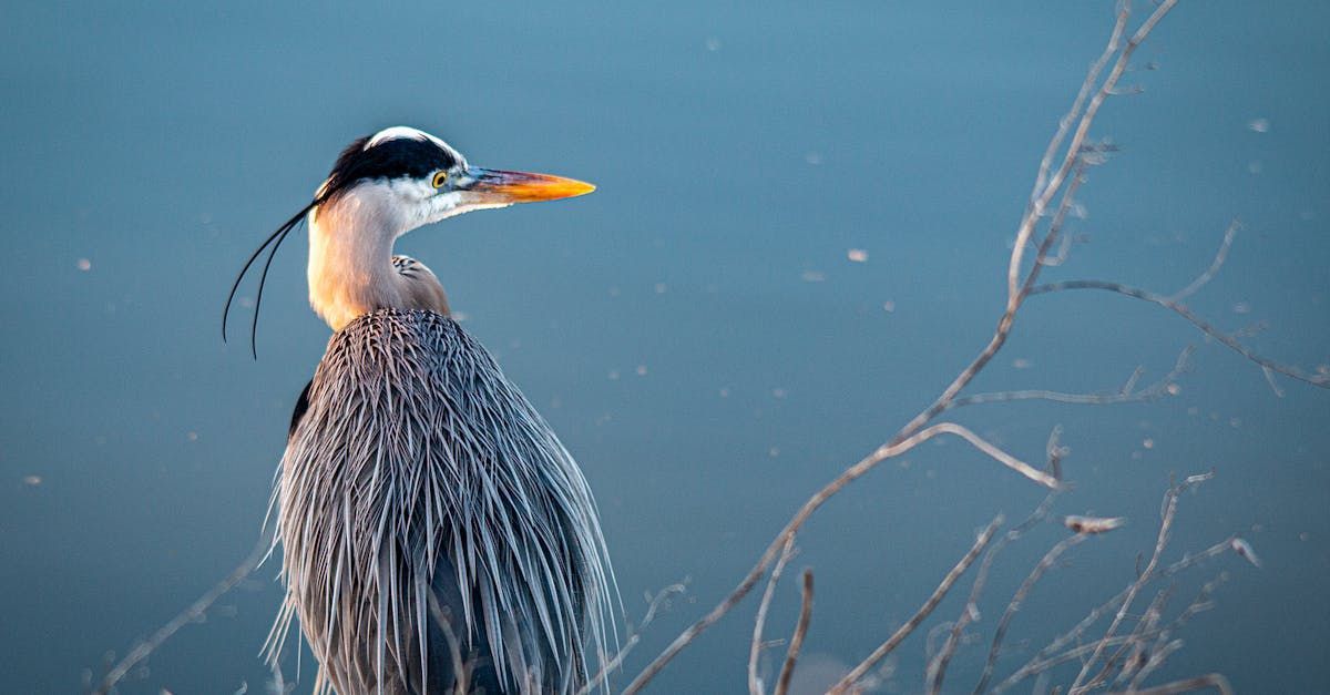 Image of a blue heron on a sunny day on Lake Murray, Columbia, SC