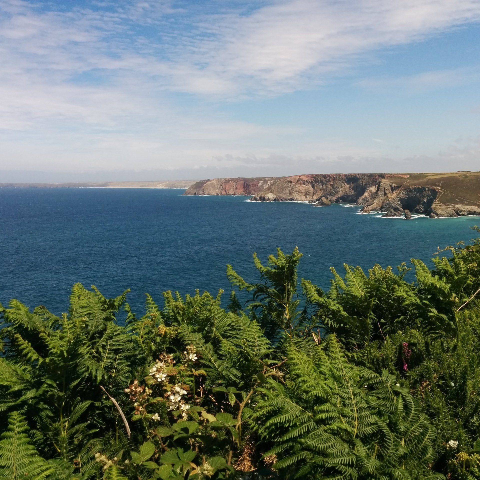 A view of the ocean from a cliff with ferns in the foreground