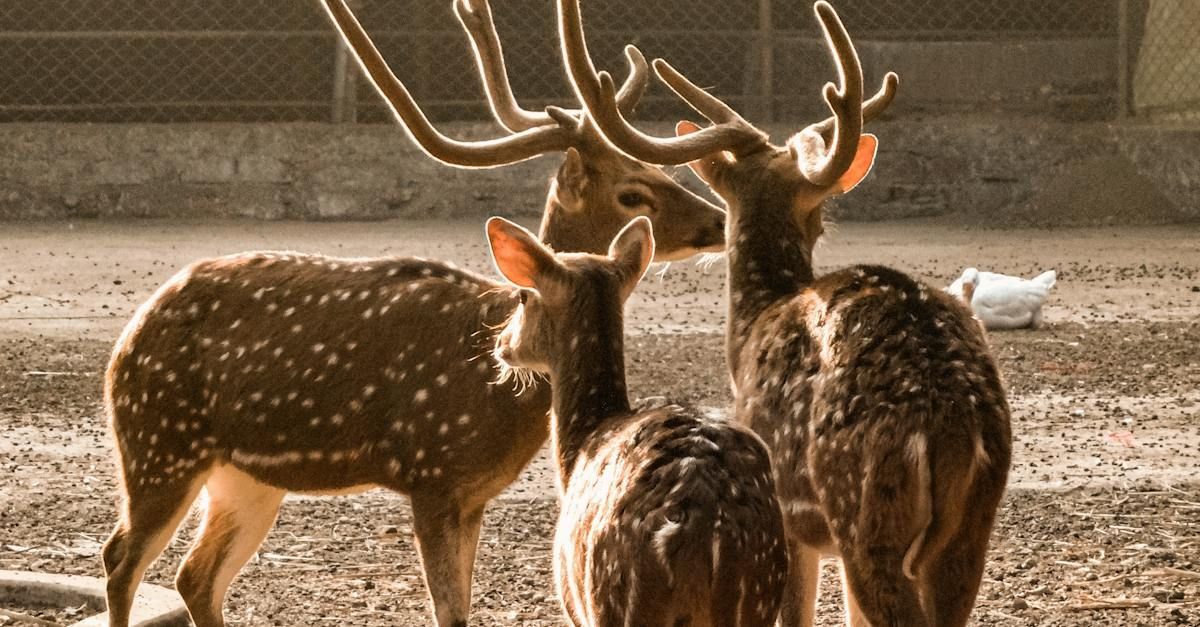 Three deer are standing next to each other in a dirt field.