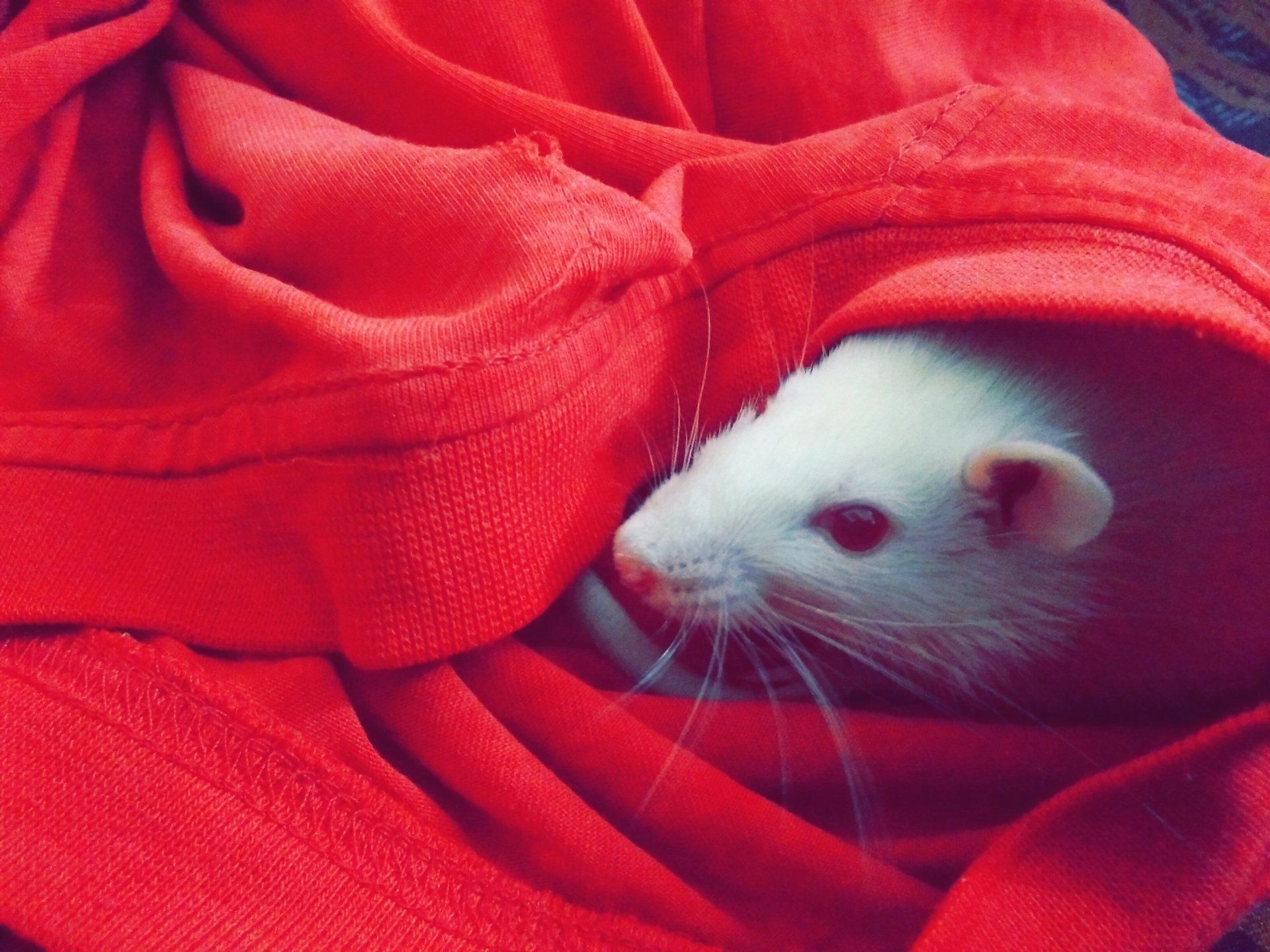 white rat in a bonding scarf