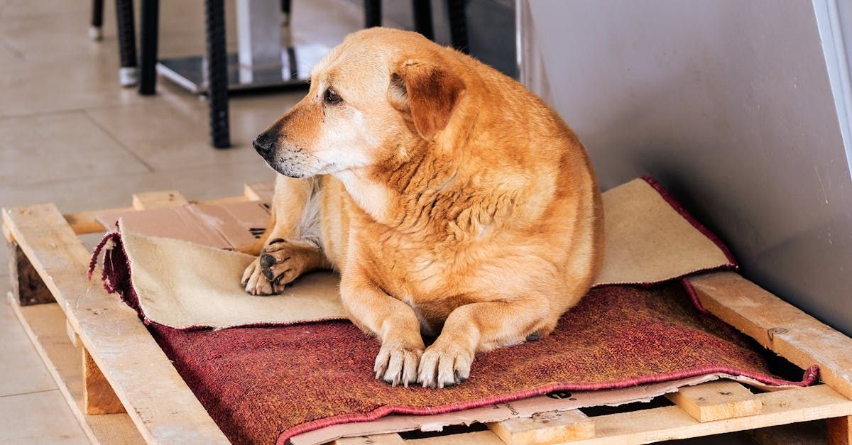 Understanding Canine Arthritis: Discover Effective Solutions