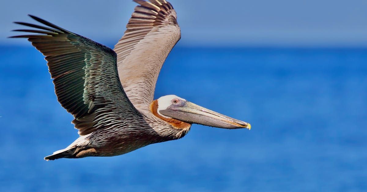 A pelican is flying over the ocean with its beak open.