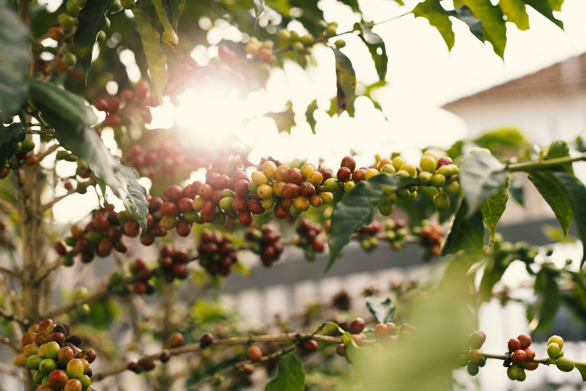 Grains de café vert et rouge, dans un arbre situé à l'extérieur. Du soleil plonge sur l'arbre.