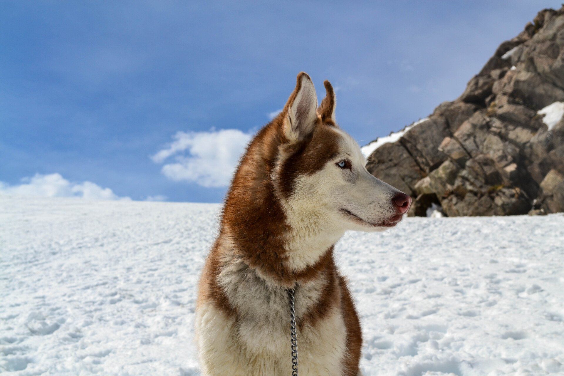 dog looking to left in the cold winter