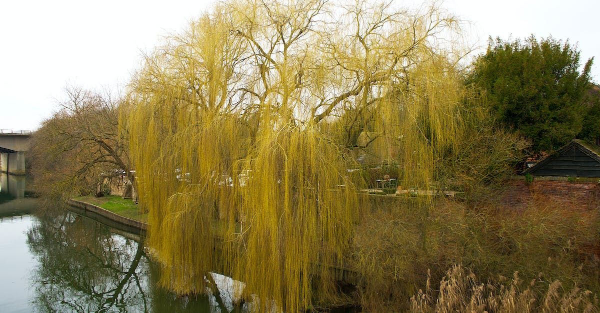 weeping willow tree