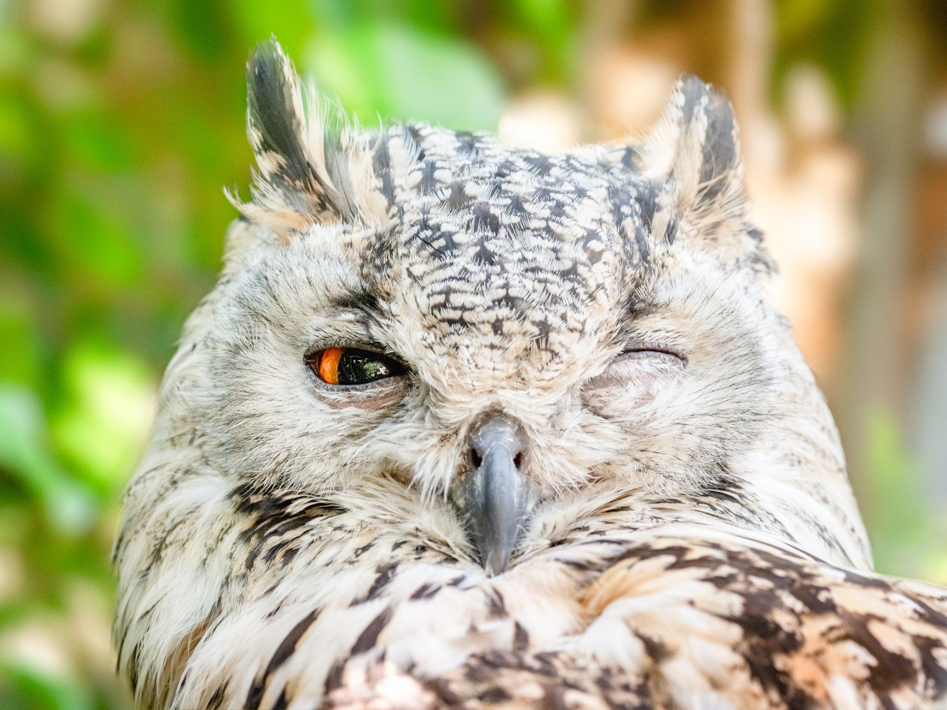 a close up of an owl with its eyes closed .