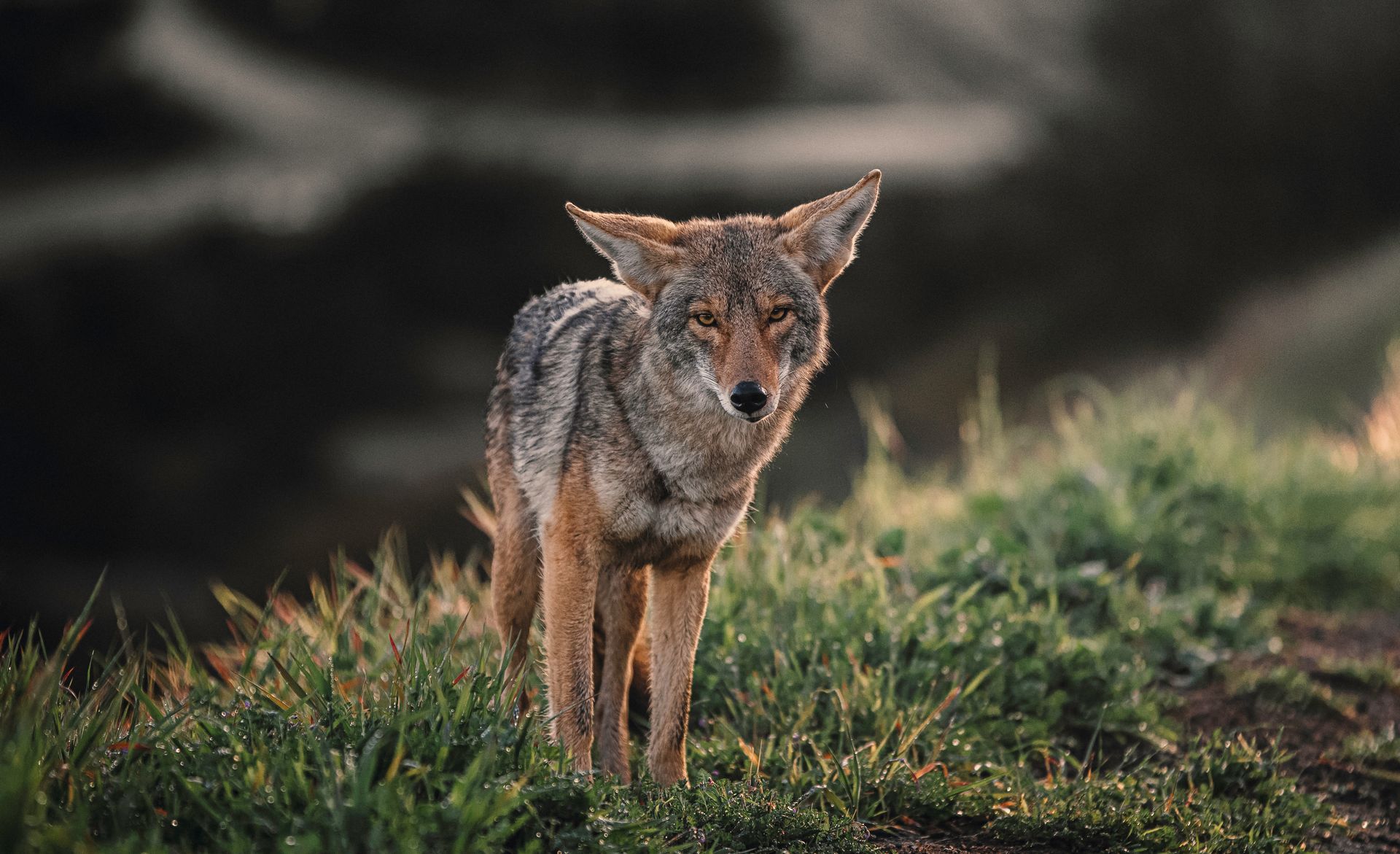 coyote removal buford ga