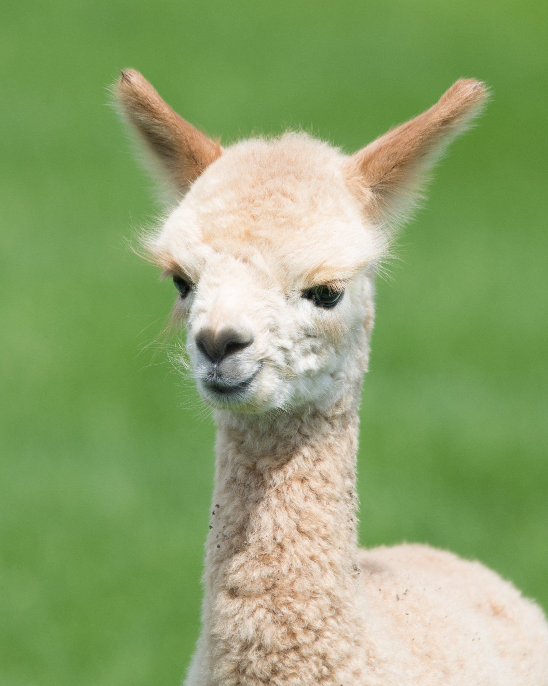 gomitoli di baby alpaca