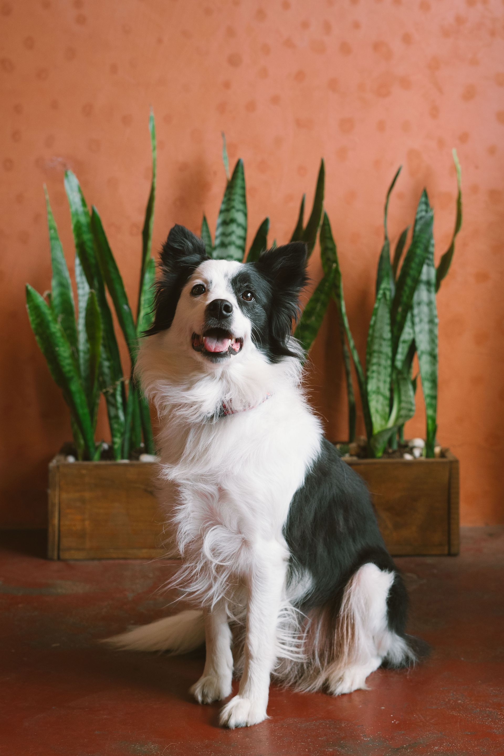 Black and white Border Collie sits smiling in front of a planter with tall green snake plants, against an orange wall.