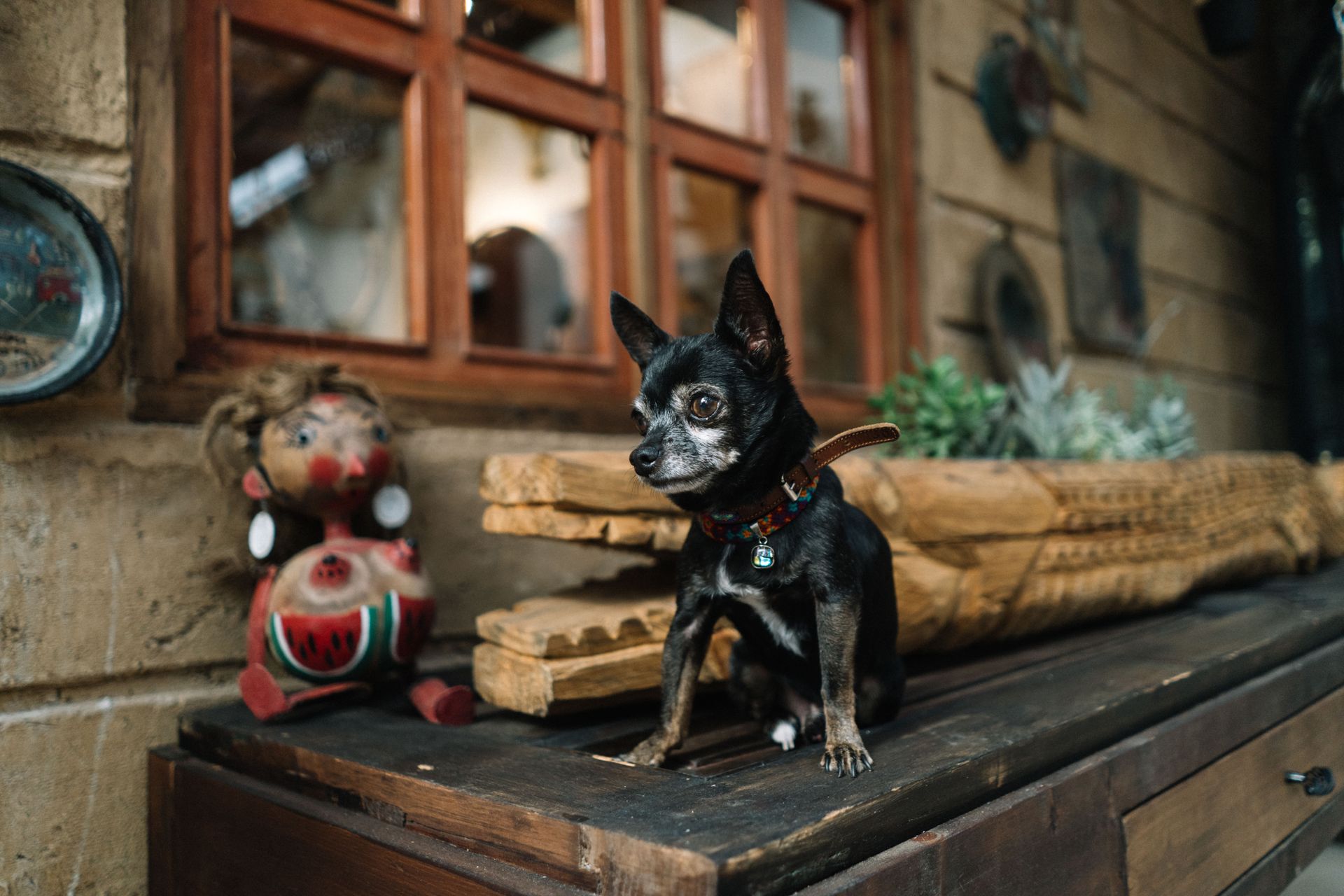 Black Chihuahua dog sitting on a dark wood surface next to an old doll; exterior, rustic setting.