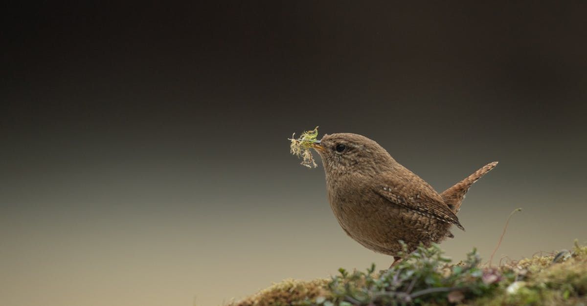 Welcome April (Almanac 2024) by Sue Cartwright, Spiral Leaf
