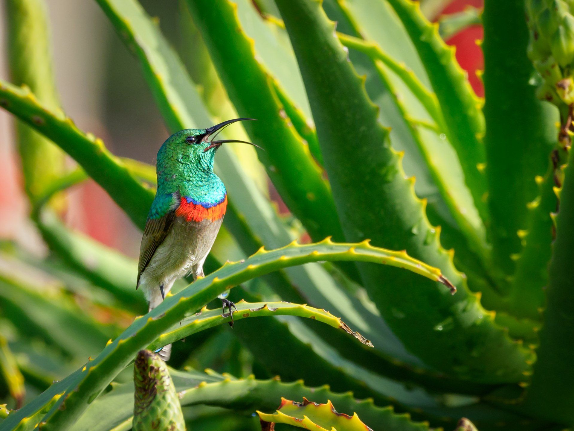 Hummingbird on cactus