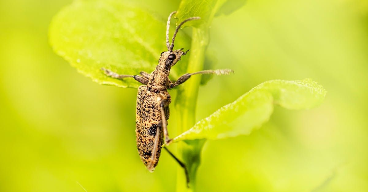 Dedetização de Besouros: Preservando a Integridade de sua Propriedade
Os besouros são insetos invasivos que podem causar danos significativos a produtos armazenados, móveis de madeira e outras superfícies vulneráveis em sua propriedade. Suas atividades de alimentação e reprodução podem levar à deterioração e destruição, resultando em prejuízos materiais consideráveis.
Com nosso serviço profissional de dedetização de besouros, a Lorintec oferece uma solução eficaz para eliminar esses insetos e proteger a integridade de sua propriedade. Nossa equipe especializada utiliza métodos avançados e produtos seguros para erradicar besouros e prevenir sua recorrência.
Não deixe que os besouros comprometam a qualidade e o valor de sua propriedade. Conte com a Lorintec para preservar sua tranquilidade e segurança. Entre em contato conosco hoje mesmo para agendar uma consulta e iniciar o processo de dedetização de besouros em sua propriedade.