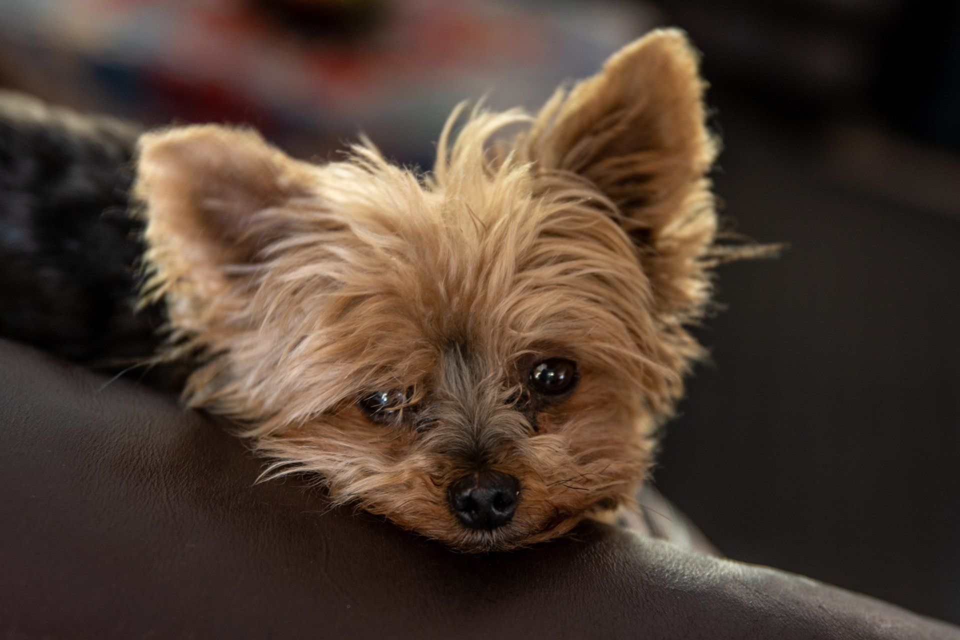 are yorkies prone to skin problems