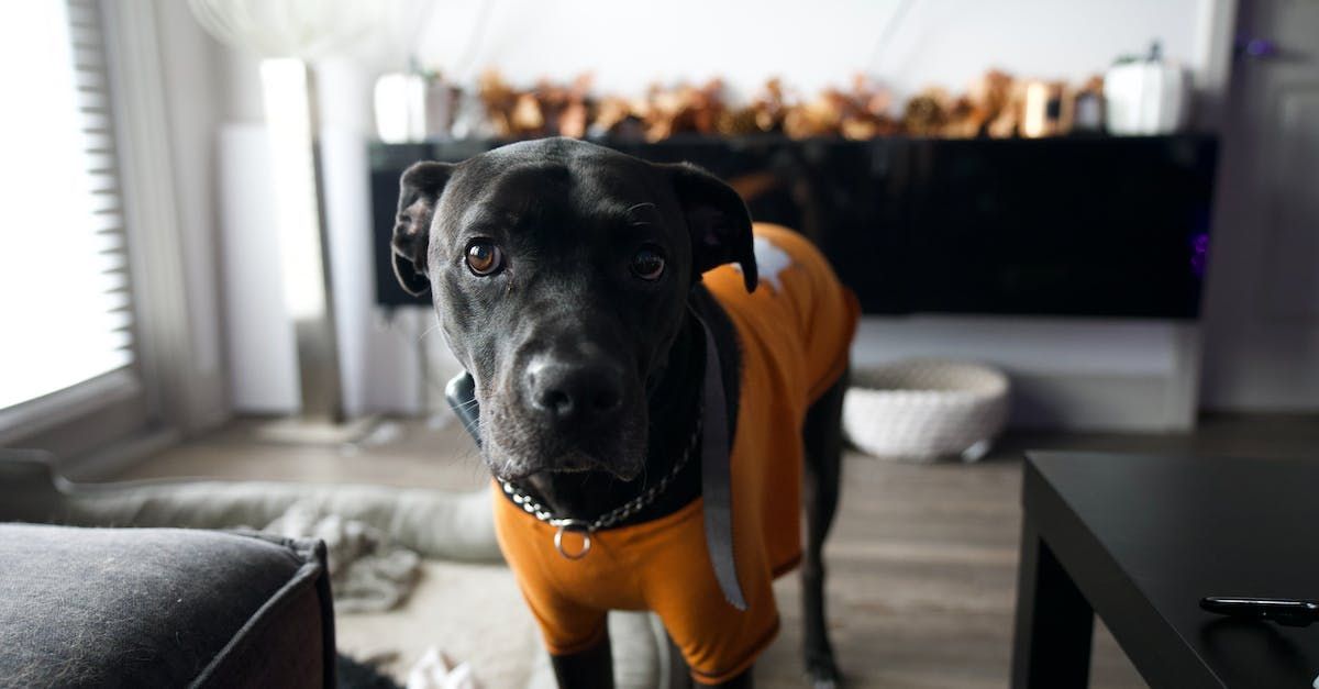 a black dog wearing an orange sweater is standing in a living room .