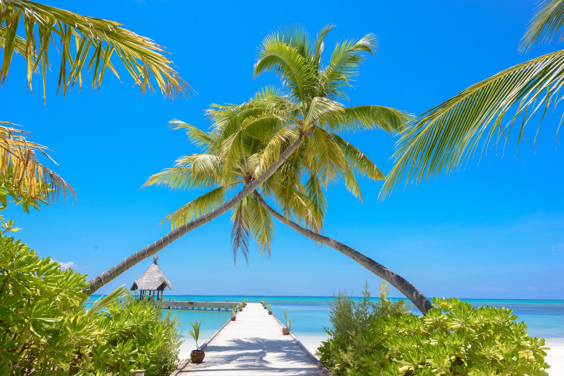 USA & Caribbean