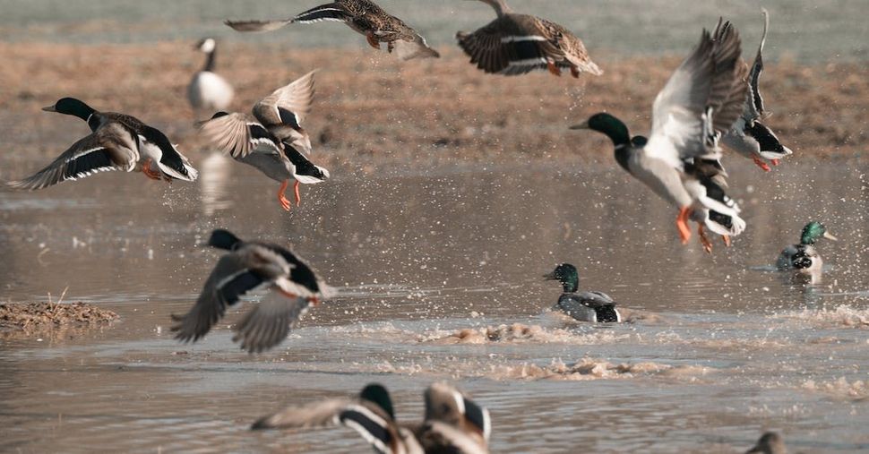 ducks flying