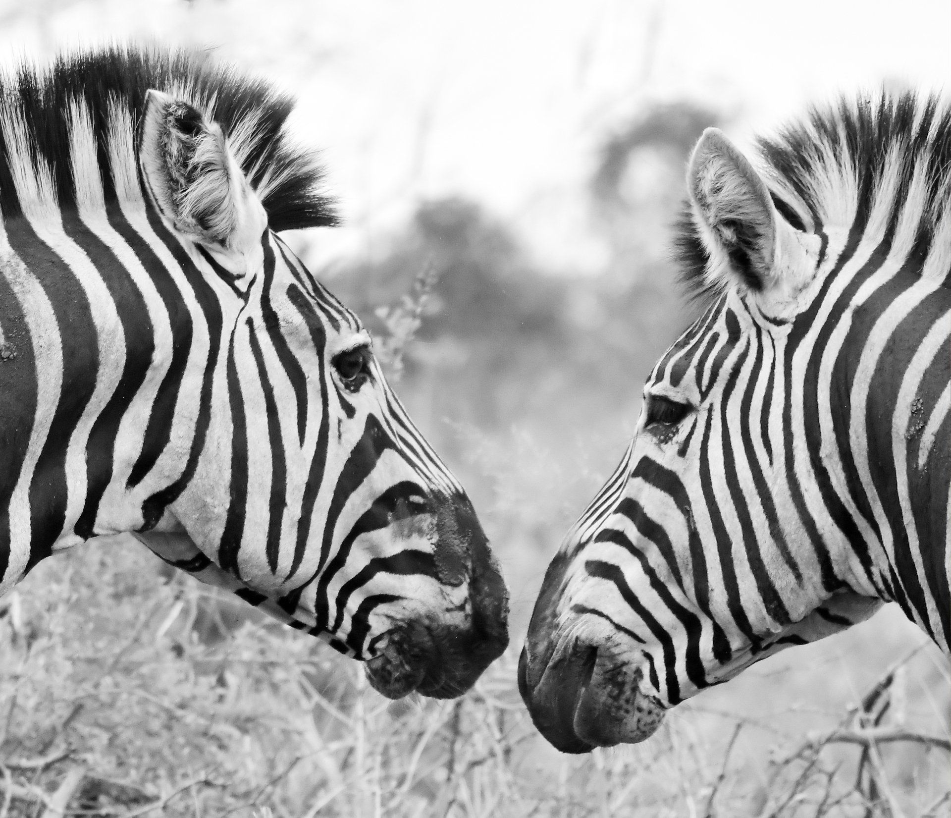 Circuit accompagné- Afrique du Sud