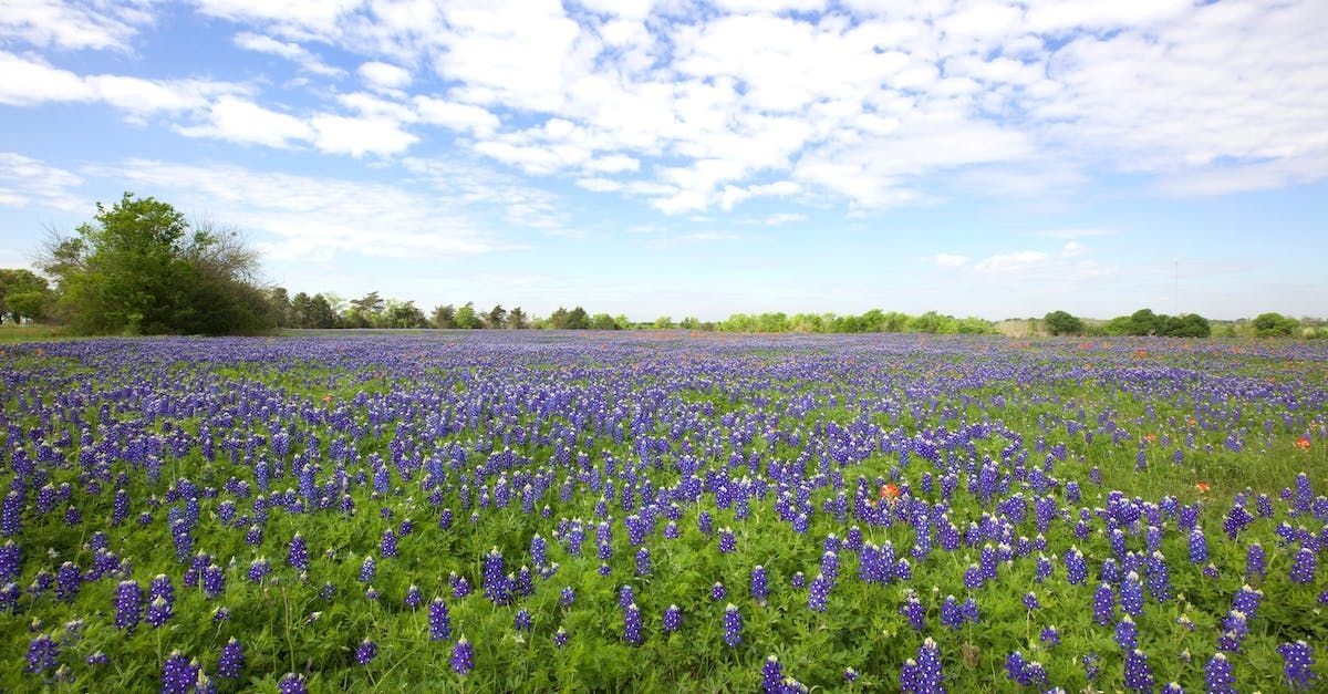 Lavender field in East Texas
