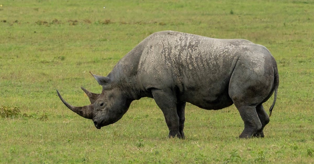 a black rhinoceros standing in a grassy field