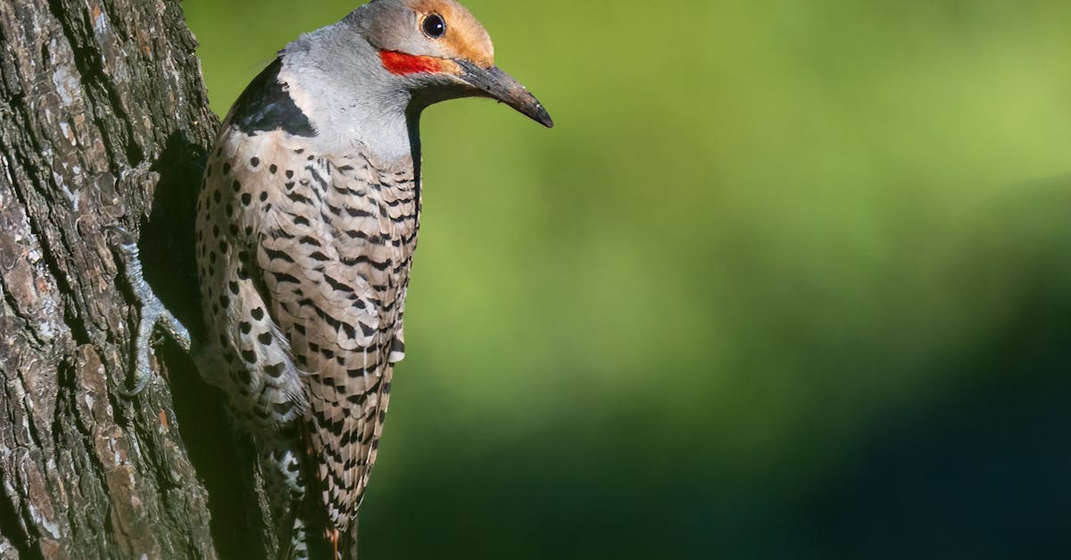 A close up of a woodpecker perched on a tree branch.