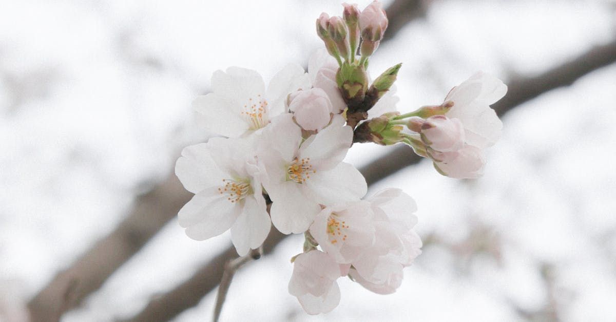 a close up of a cherry blossom flower on a tree branch .