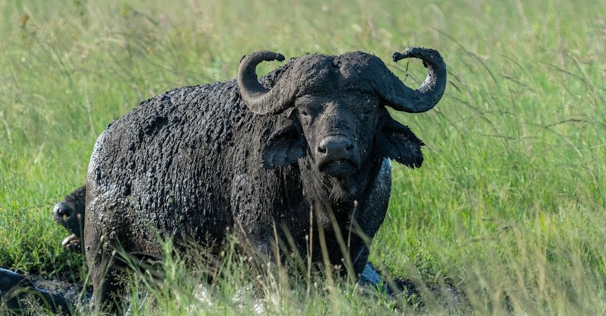 a buffalo covered in mud is laying in the grass .