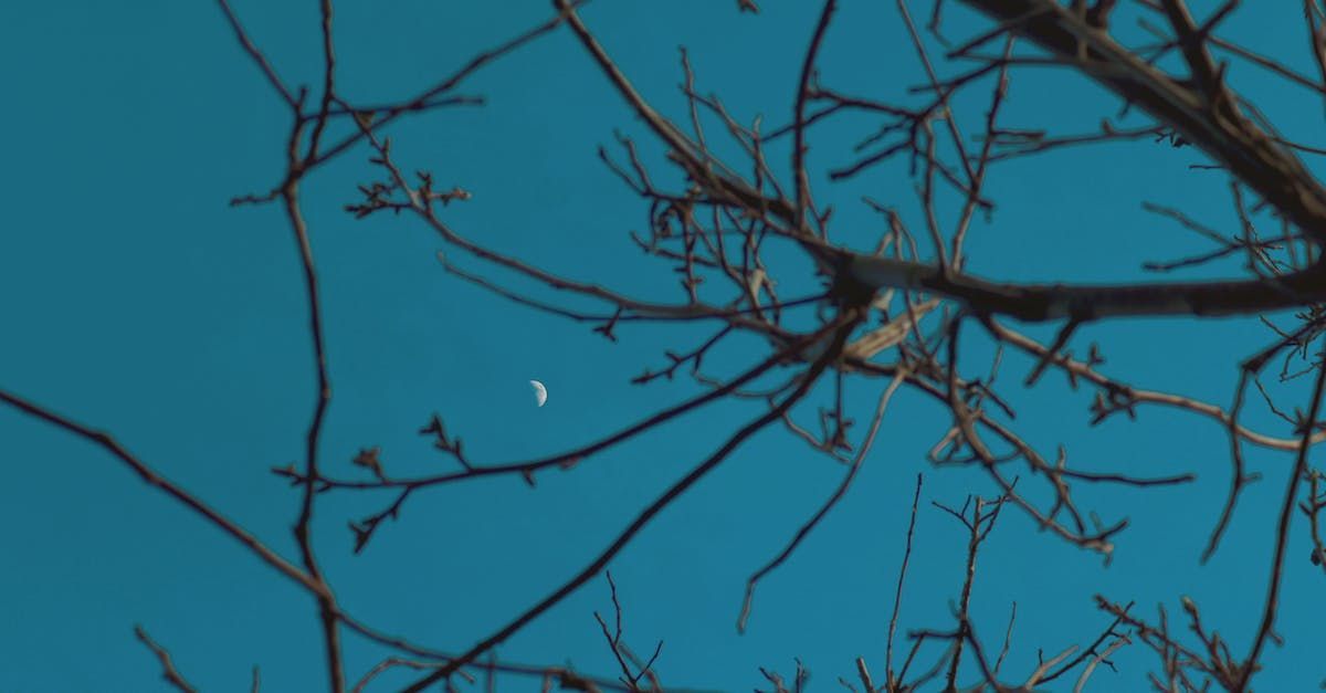 Tree Removal Indianapolis