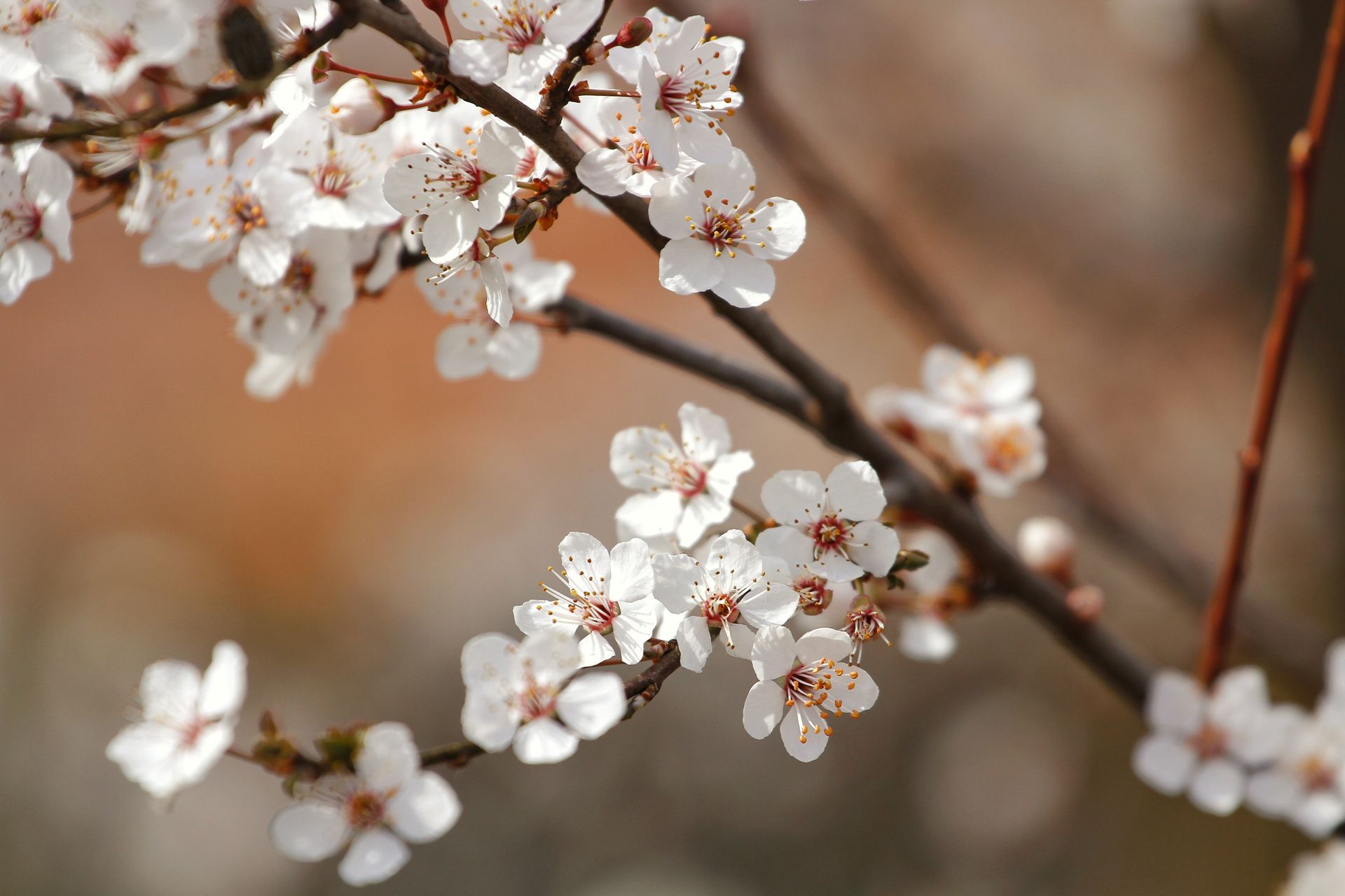 Abricotiers en fleurs Saxon