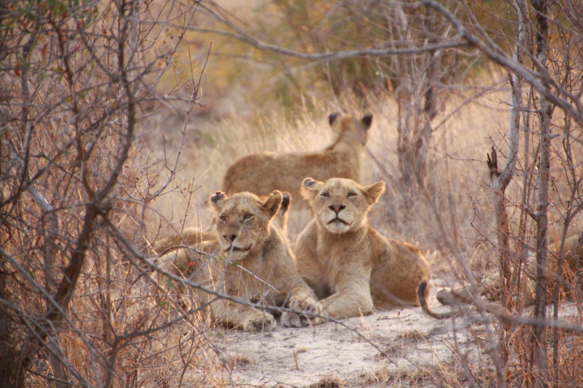 Roi de la savane dans le parc Kruger