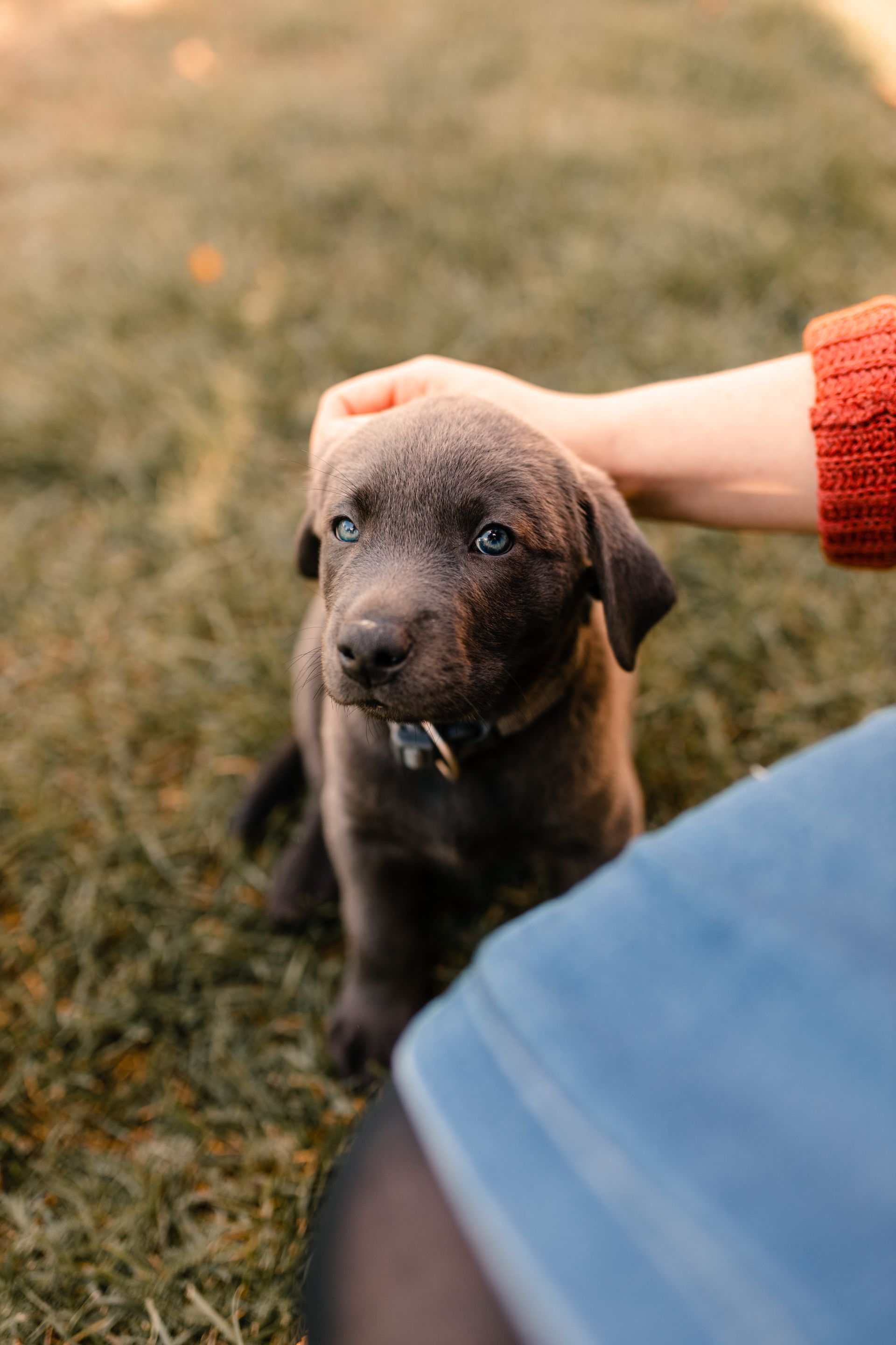 dog holding stick in mouth