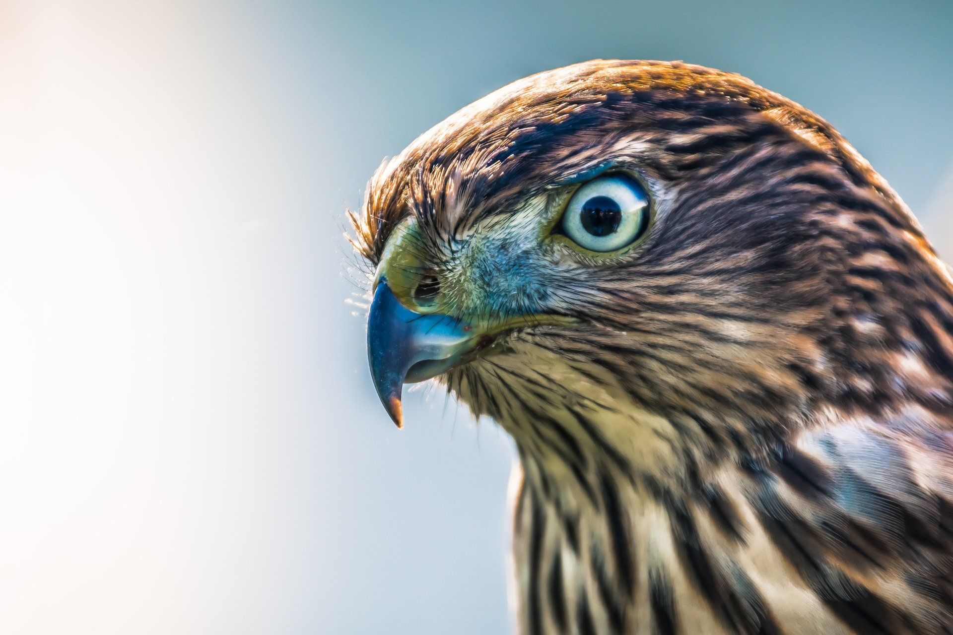 Hawk with intense gaze, blue beak, and brown and white feathered chest.