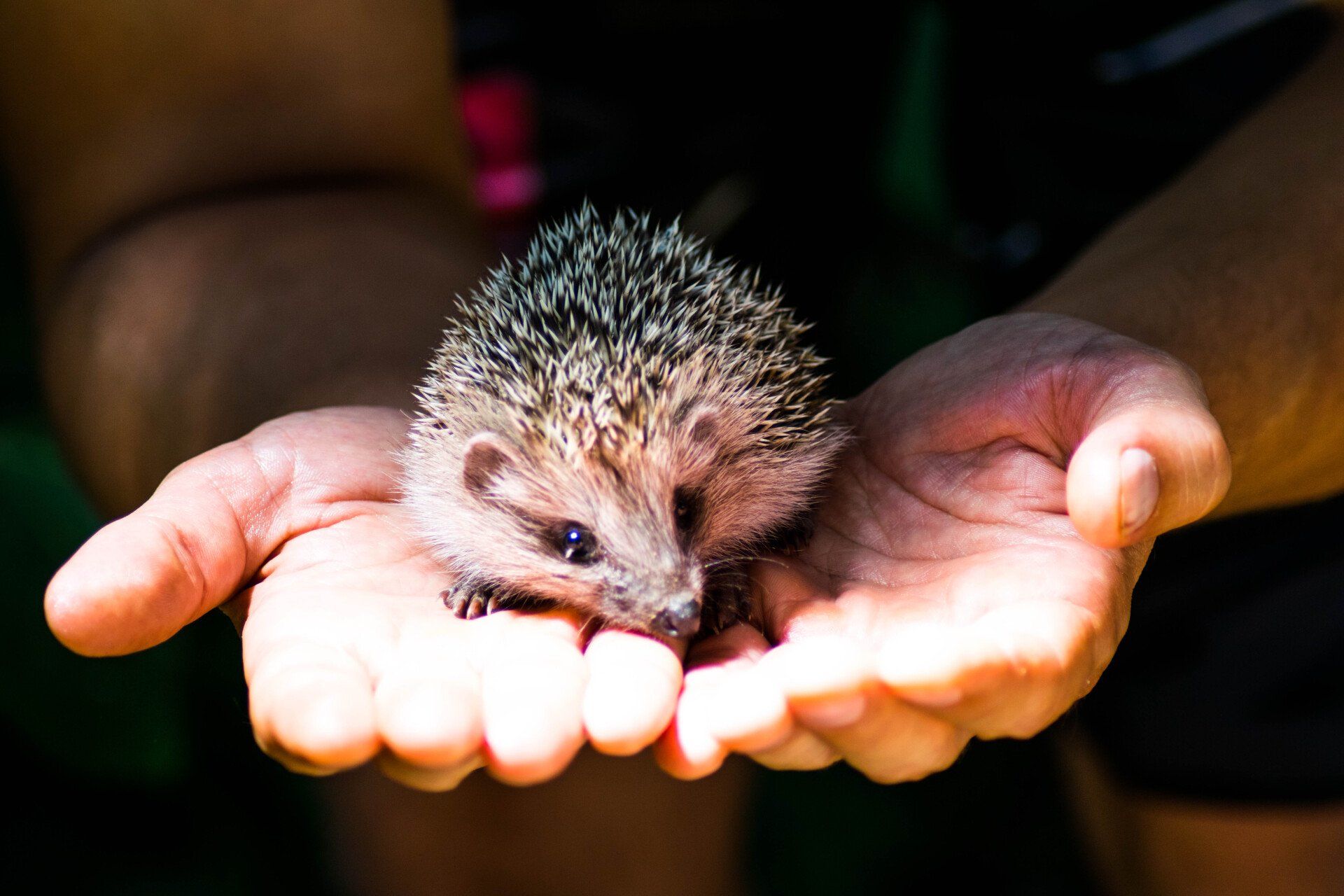 are hedgehogs bad for dogs