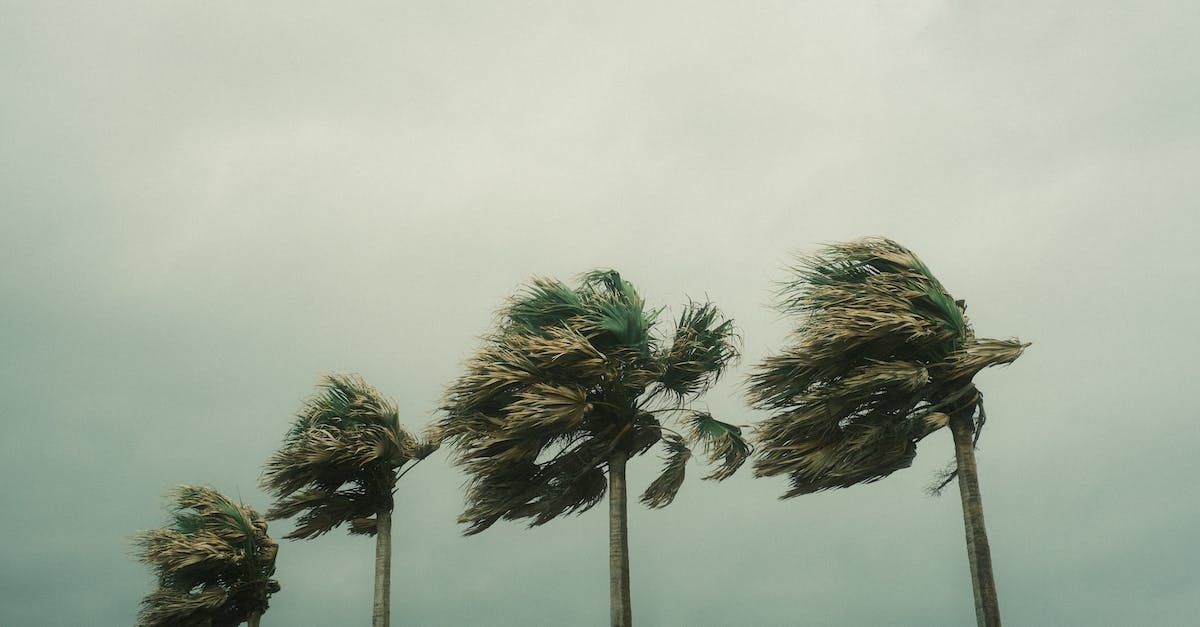 hurricane, destroyed palms