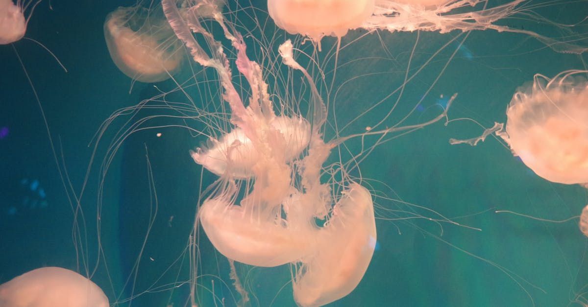 Jelly fish swimming in water