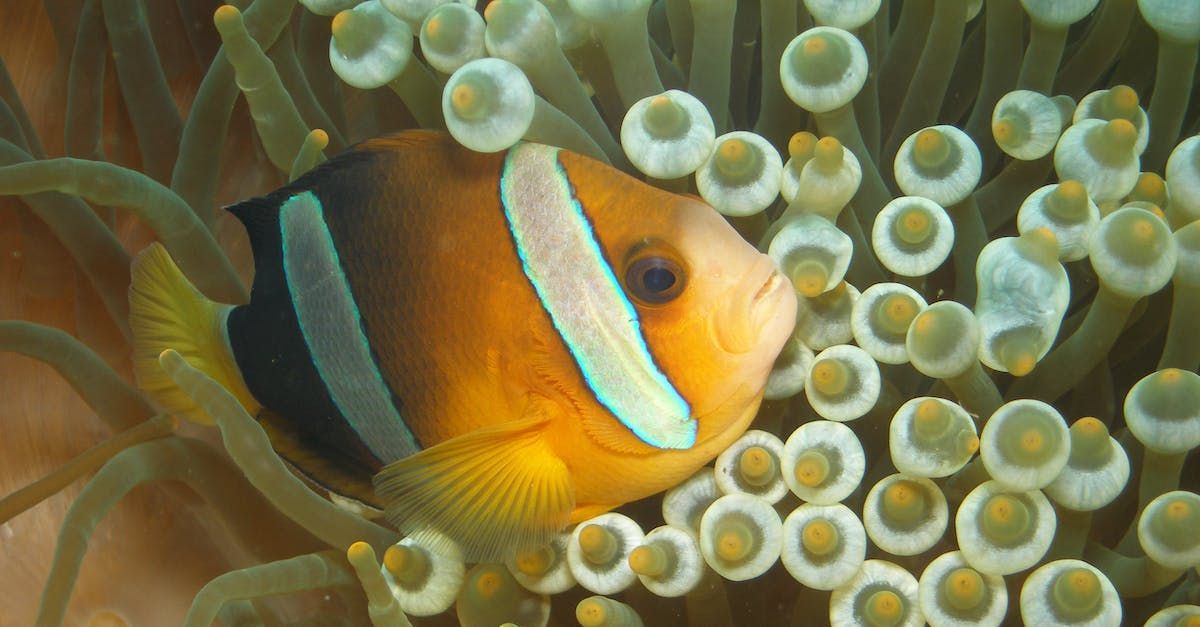 Orange clownfish with white stripe swims among green and white anemone.