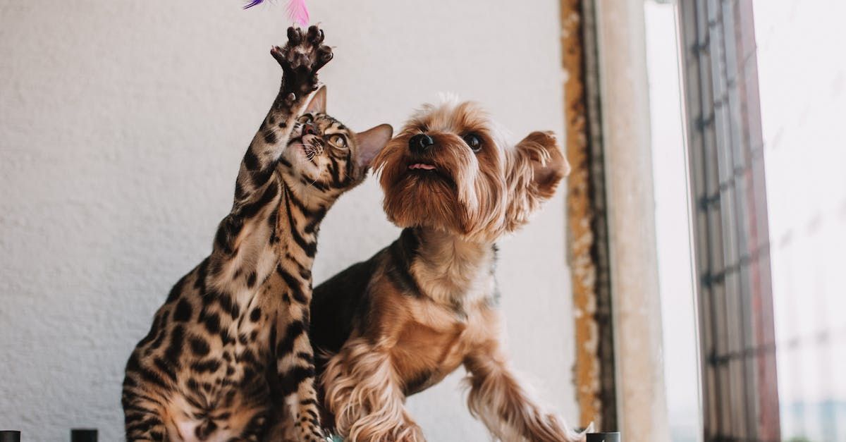 happy cat and dog