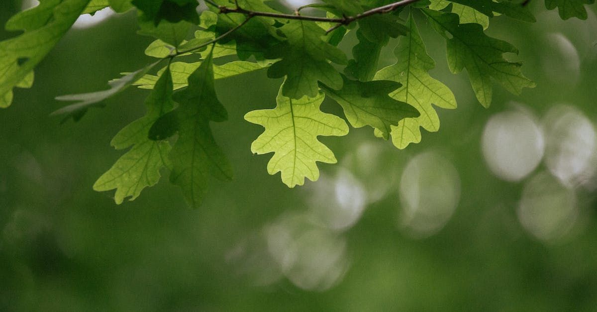 A close up of oak leaves on a tree branch.