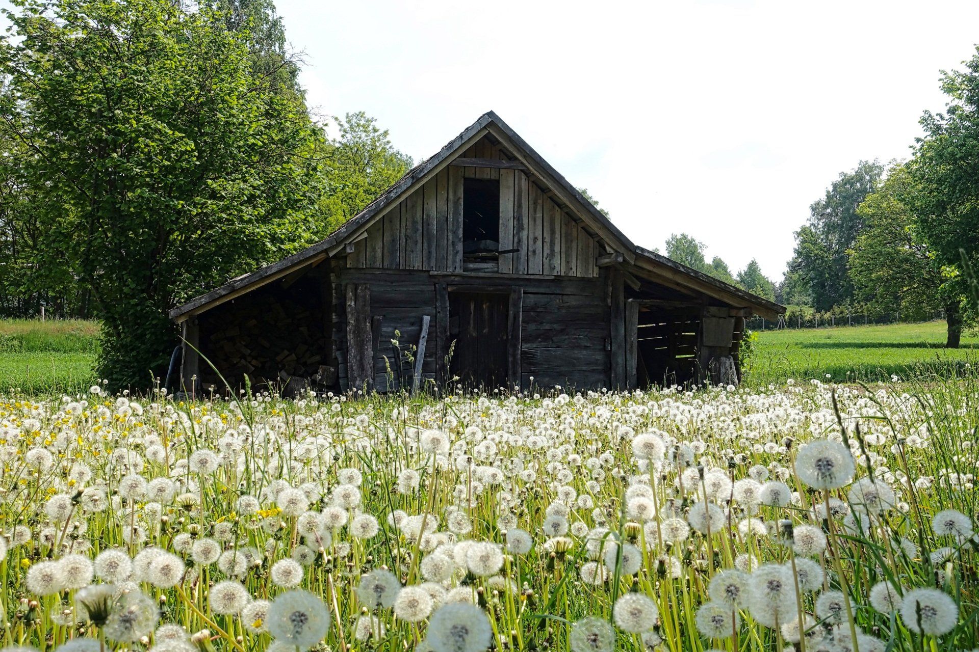 An aging wooden shed nestled in a backyard adorned with a vibrant tapestry of blooming flowers, showcasing nature's beauty amidst the passage of time.