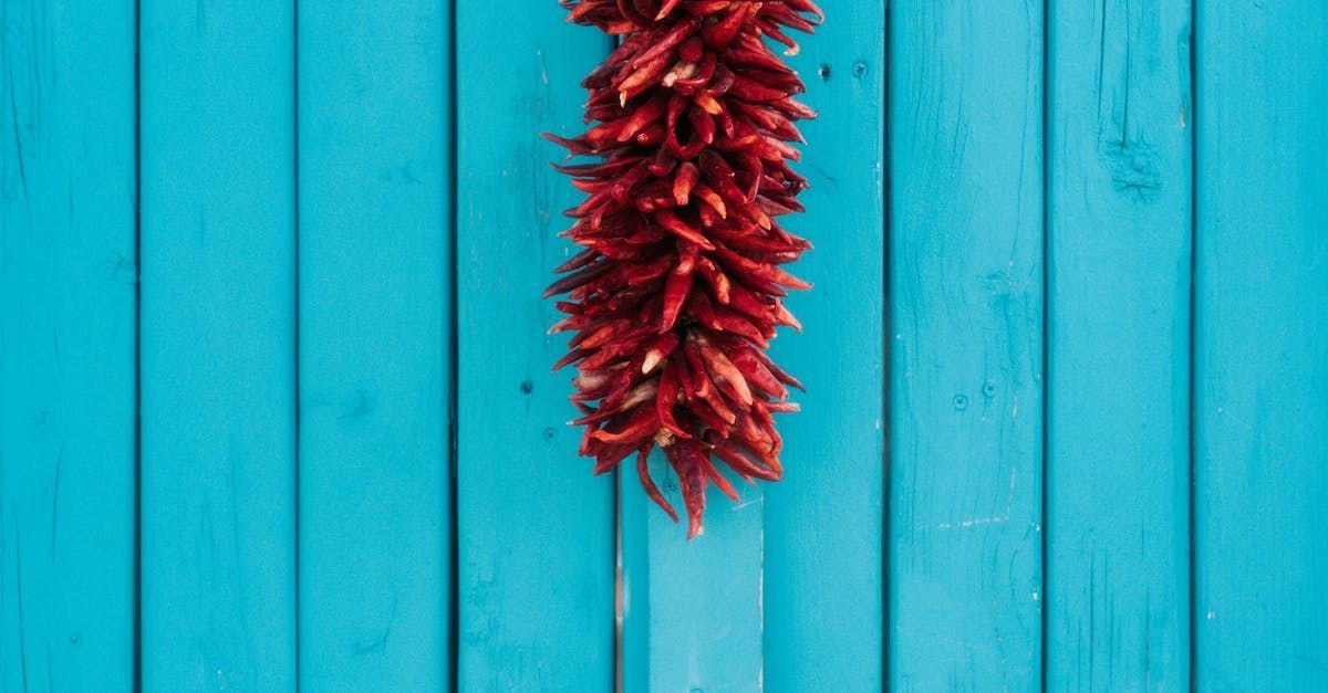 A bunch of red peppers hanging on a blue wooden wall.