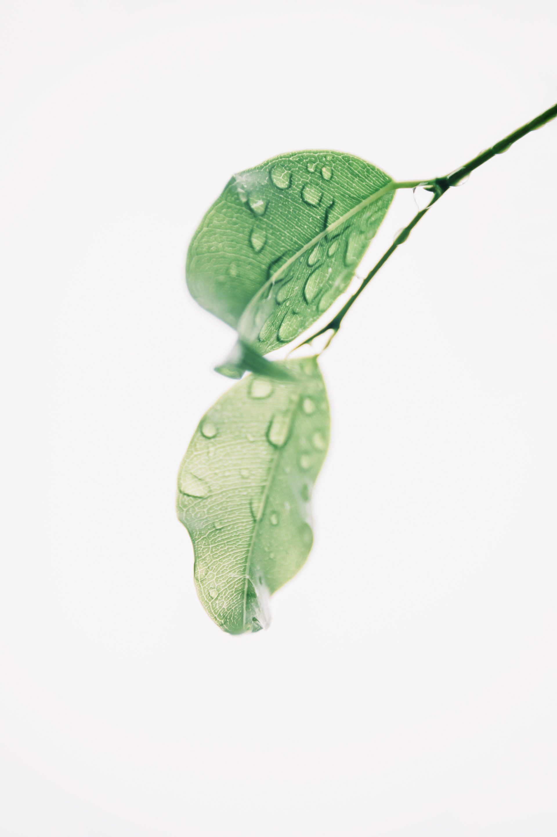 Two green leaves with water drops on them on a white background.