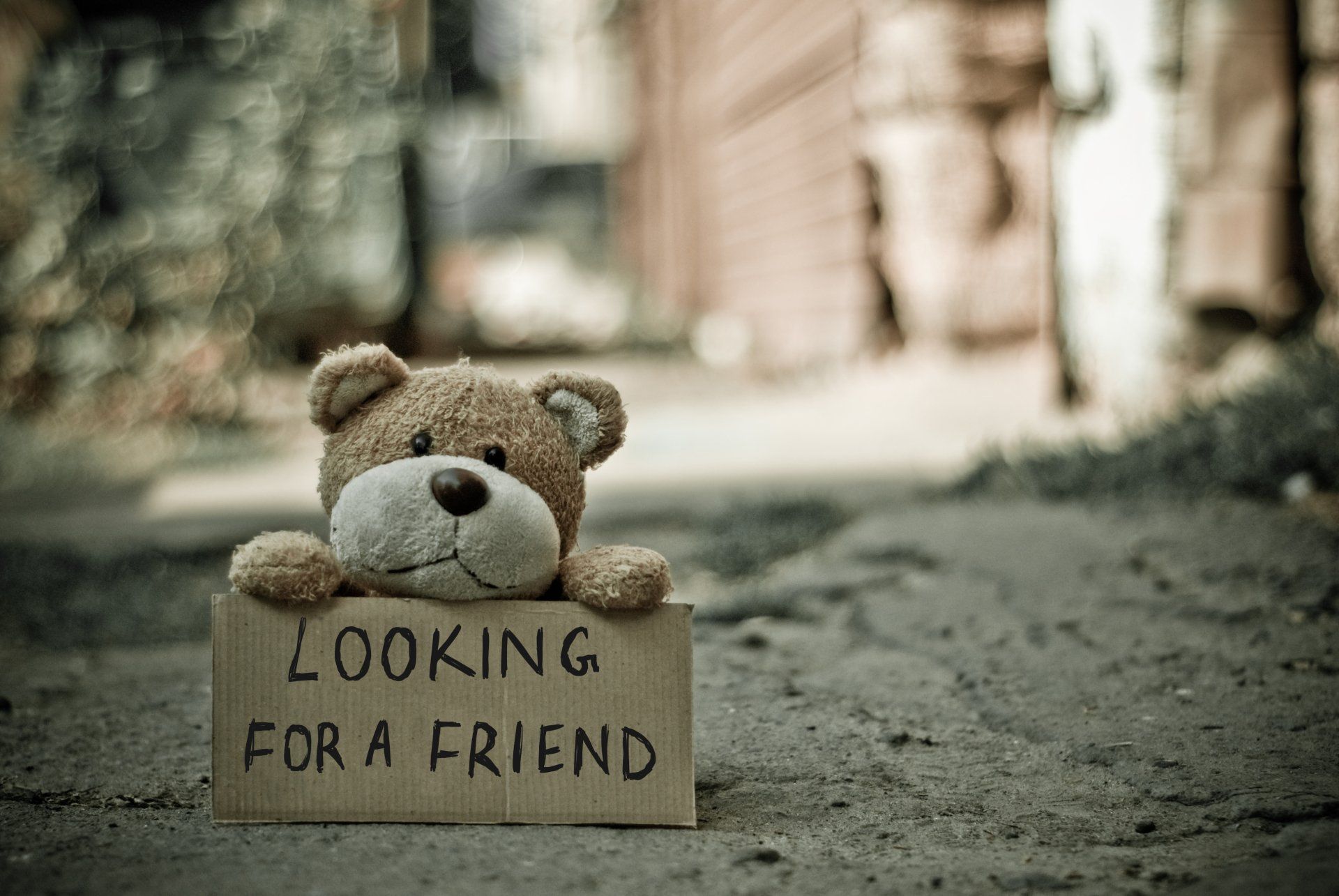 Knuffelbeer ligt op straat met de tekst: looking for a friend.