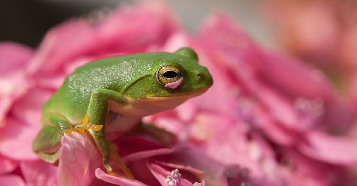 A green frog is sitting on top of a pink flower.