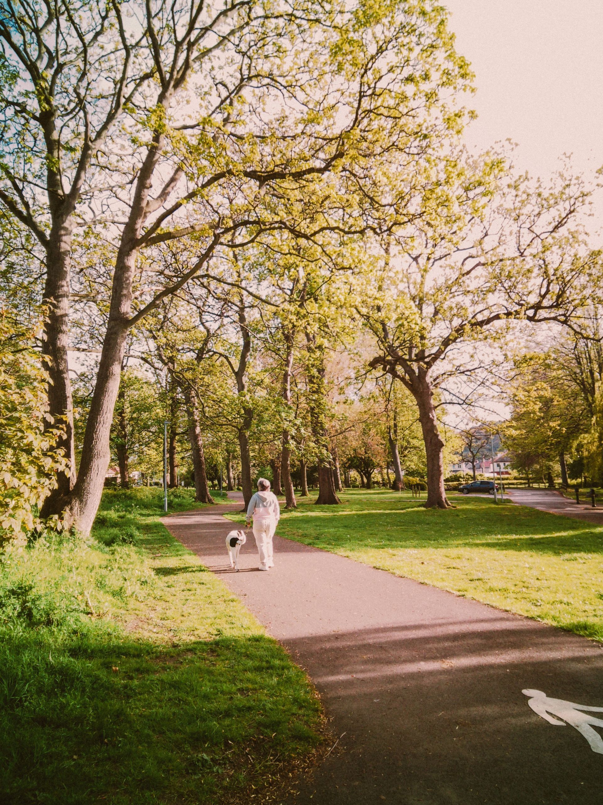 A person is walking a dog on a path in a park