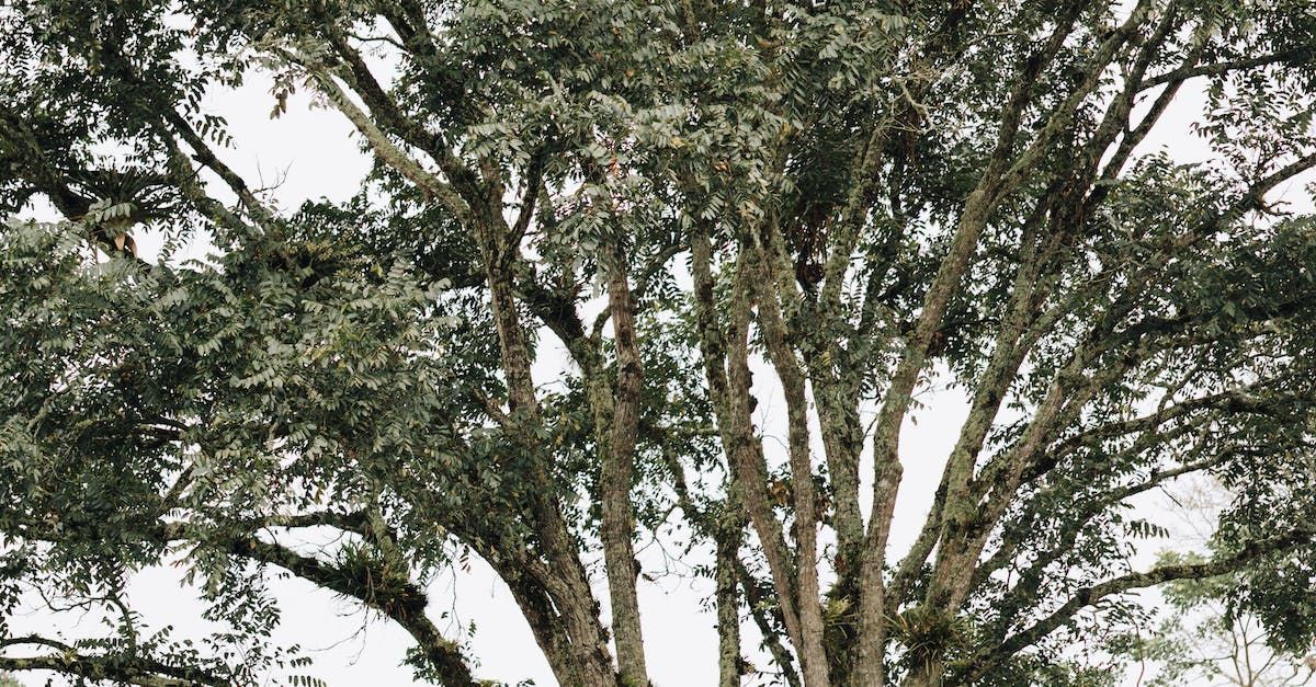 A large tree with lots of branches and leaves against a white sky.