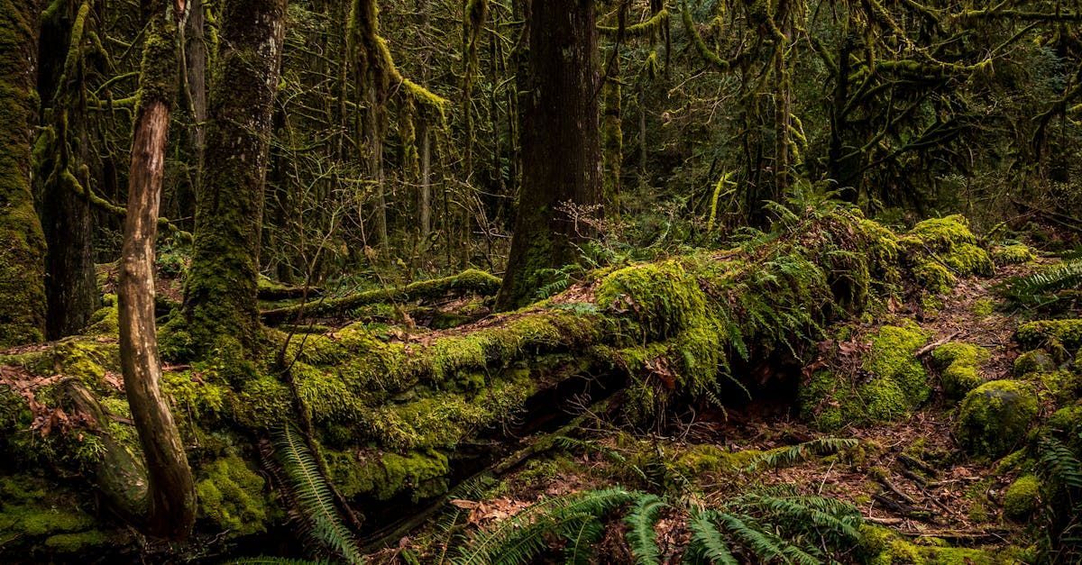 En bild från skogsmiljö med mycket död ved och mossa får illustrera 'stumpery'.