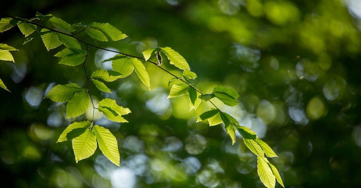 Welcome April (Almanac 2024) by Sue Cartwright, Spiral Leaf