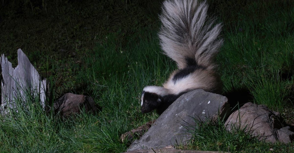 A skunk is sitting on a rock in the grass at night.