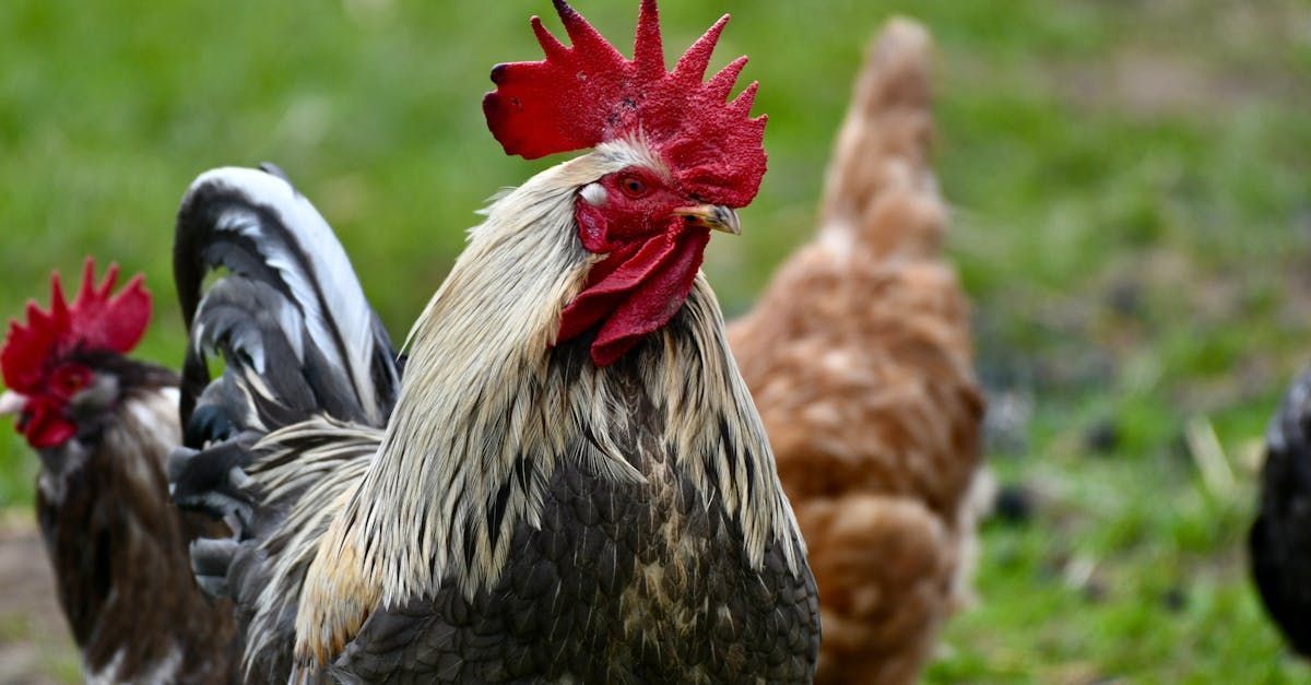 Rooster with red comb and wattle, surrounded by chickens in a grassy field.