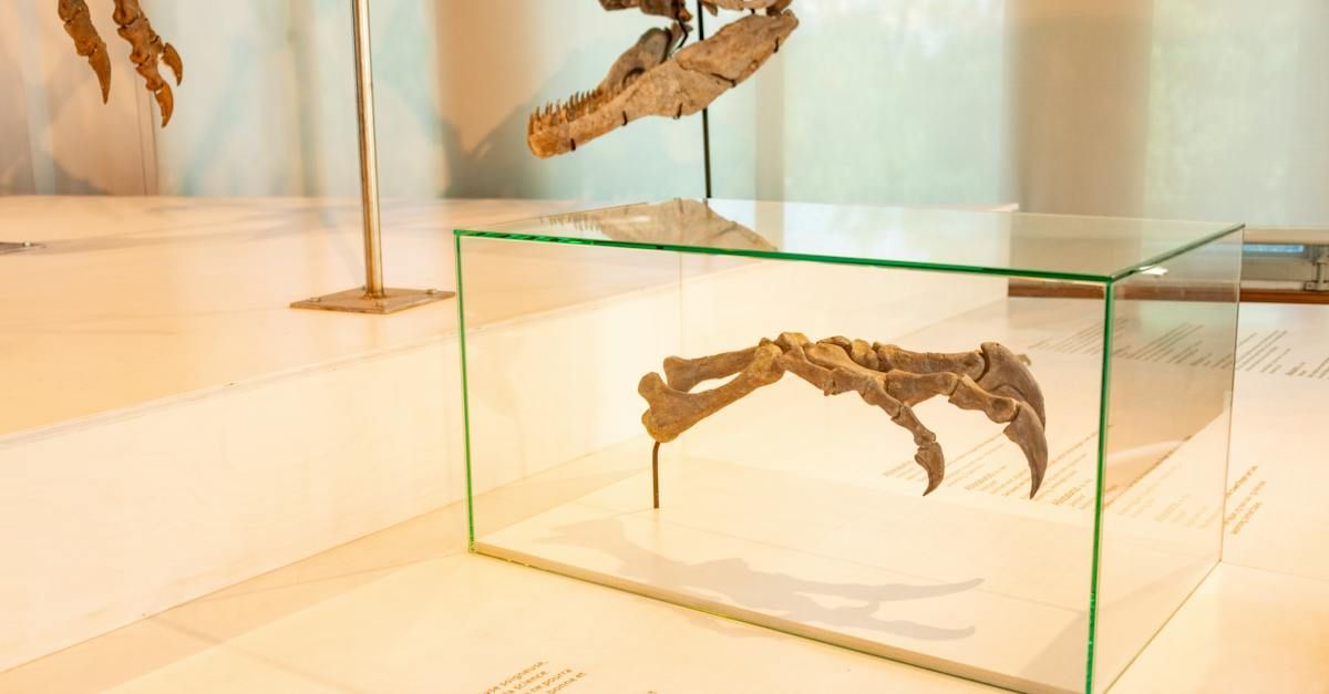 a dinosaur claw is displayed in a glass case in a museum .